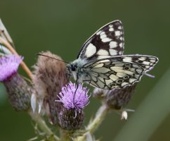 DSC_4544-DxO_marbled_white_butterfly_side_both_wings_vs-lsss.jpg