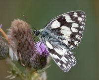 DSC_4624-DxO_marbled_white_butterfly_upperwings-lsss.jpg
