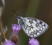 DSC_4647-DxO_marbled_white_butterfly_side-lsss.jpg