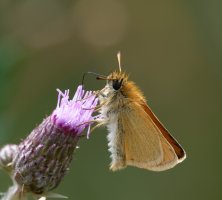 DSC_4528-DxO_male_essex_skipper_side_vs.jpg