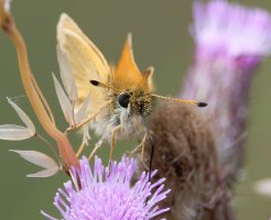 DSC_4578-DxO_essex_skipper_butterfly_face_on-lsss.jpg