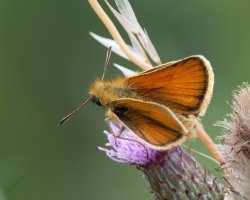 DSC_4584-DxO_essex_skipper_butterfly_above-lsss.jpg