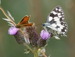 DSC_4557-DxO_marbled_white+essex_skipper_butterfly_vvs-lsss.jpg