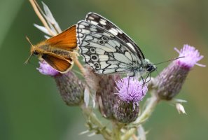 DSC_4603-DxO_essex_skipper+marbled_white_butterfly_side-lsssss.jpg