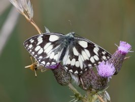 DSC_4641-DxO_marbled_white_butterfly_top+essex_face-lsss.jpg