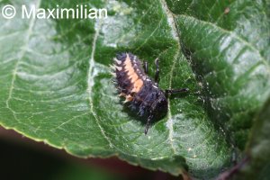 ladybug_larva1.JPG