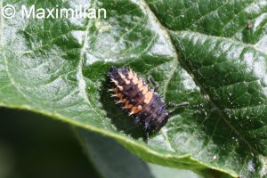 ladybug_larva2.JPG