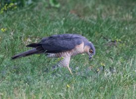 DSC_4731-DxO_sparrow_hawk-lsss.jpg