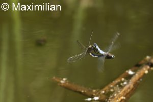 skimmers_mating4.JPG