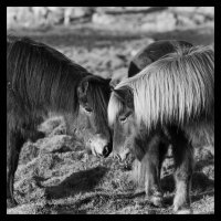 Ponies B&W (IMG_2398).jpg