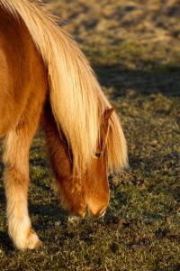 Pony (IMG_2482).jpg