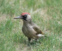 DSC_3854-DxO_Green_woodpecker-lsssss.jpg