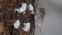 Chipping Sparrow_s_0511.JPG