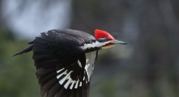 Pileated Woodpecker flight_s_12005.JPG