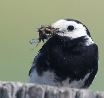 DSC_3923-DxO_pied_wagtail+insects_2_00x.jpg