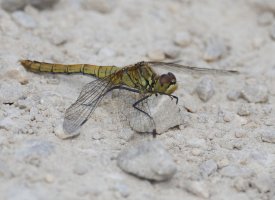 DSC_3938-DxO_female_blacktailed_skimmer_Dragonfly-lsss.jpg