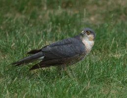 DSC_4023-DxO_Sparrowhawk-lsss_small.jpg
