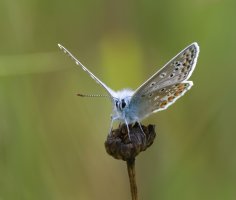 DSC_4281-DxO_chalk_hill_blue_butterfly-lsss.jpg