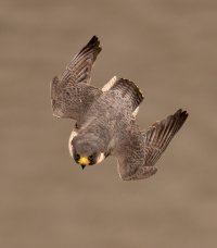 P. Falcon stooping 1600.jpg