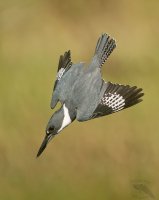 Belted kingfisher dive  close 1600cr.jpg