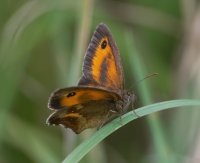 DSC_4476-DxO_gatekeeper_butterfly-lss.jpg