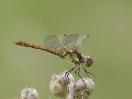 DSC_4450-DxO_female_darter_dragonfly-lss.jpg