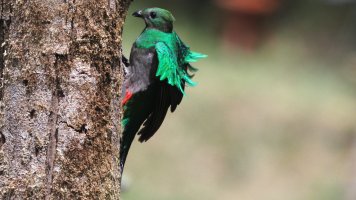 Female Quetzal arriving at nest_s_38235.JPG