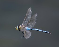 DSC_4994-DxO_emperor_dragonfly-lsss.jpg