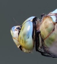 DSC_4994-DxO_emperor_dragonfly-lsss_Portrait.jpg