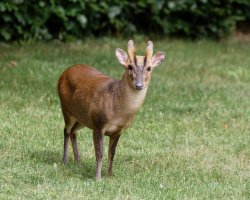 3Q7A3214-DxO_Muntjac-lss.jpg