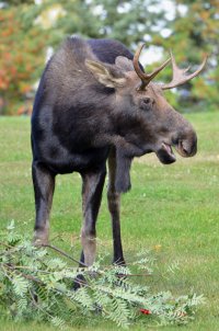MooseMale_N0108.JPG