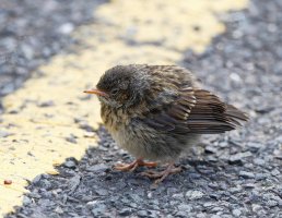 DSC_5022-DxO_fledgling_dunnock-lsss.jpg
