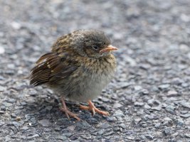 DSC_5020-DxO_fledgling_dunnock-lsss.jpg