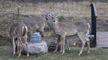 White-tail deer_s_51953.JPG
