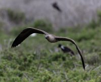 3Q7A4382-DxO_redfooted_booby_flying.jpg