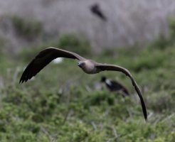 3Q7A4382-DxO_redfooted_booby_flying.jpg