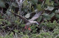 3Q7A4395-DxO_redfooted_booby_flying_against_cactus.jpg