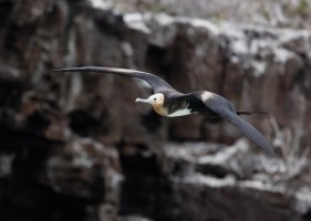 3Q7A4611-DxO_juvenile_magnificent_frigate_flying.jpg