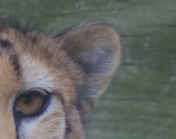 Screen Shot 2020-07-20 at 7.07.37 PM.png