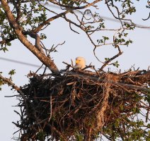 0173-Eagle-Nest-c1s.jpg