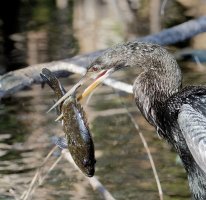 3Q7A4252-DxO_anhinga+fish_warmouth_vVg_crop.jpg