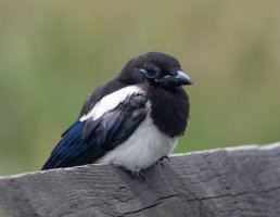 DSC_5288-DxO_juvenile_magpie.jpg