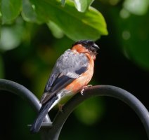 DSC_5527-DxO_male_bullfinch.jpg