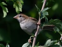 DSC_5805-DxO_fledgling_tree_sparrow.jpg