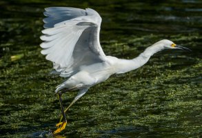 egret-9306.jpg