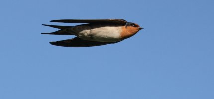 swallow1.JPG
