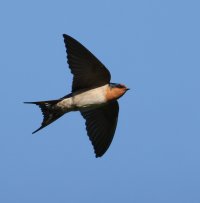 swallow2.JPG