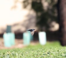 swallow3.JPG