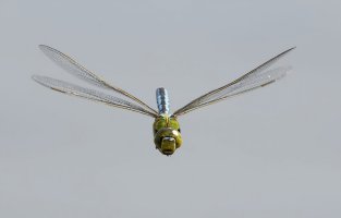 DSC_5854-DxO_jemperor_dragonfly_flying_headon_1_40x.jpg