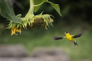 073020-EOS-R5-First-Birds-Goldfinch-9.jpg